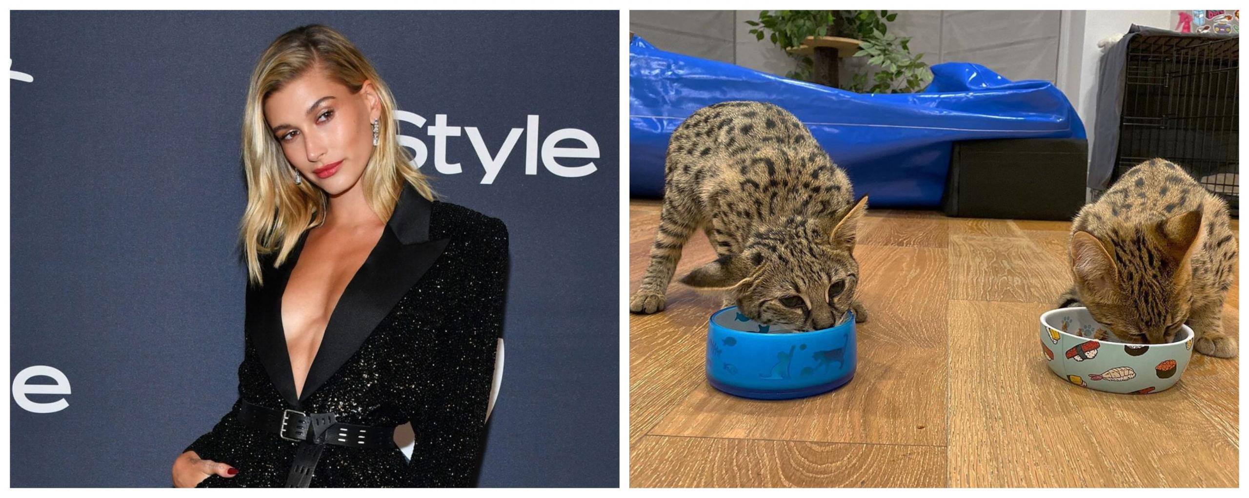 Hailey Bieber’s $20K Cat Sushi Broke His Leg On Election Day