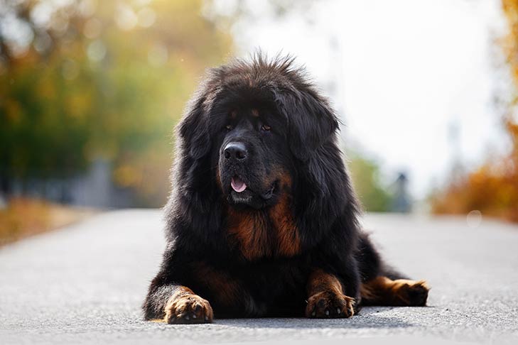 Most Expensive Dog Breeds