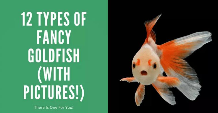 fancy goldfish