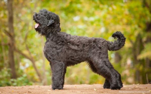 What’s The Most Expensive Dog Breed To Own?