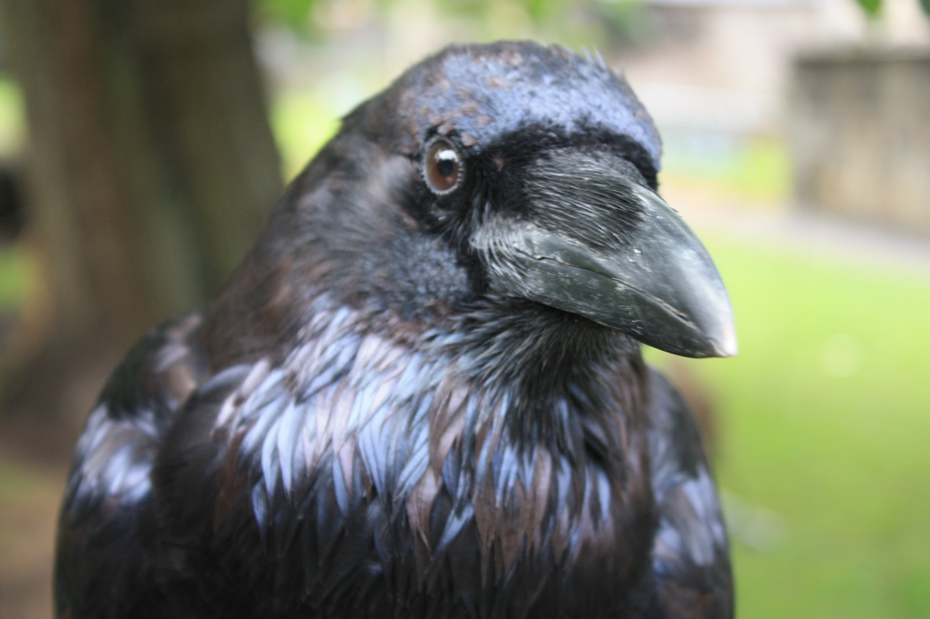 Raven Net Worth 2018: What is this wrestler worth?