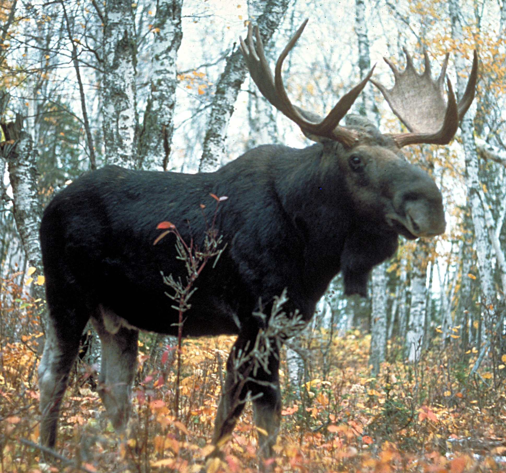 Moose Net Worth 2018: What is this NFL football player worth?