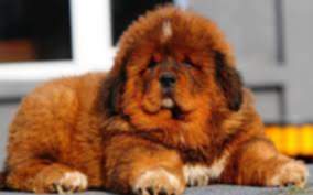 Big Splash: Most Expensive Dog Ever Recorded